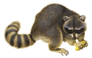 Common Raccoon
