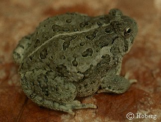 Woodhouse's  Toad